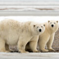 Polar Bears’ Surprising Adaptation