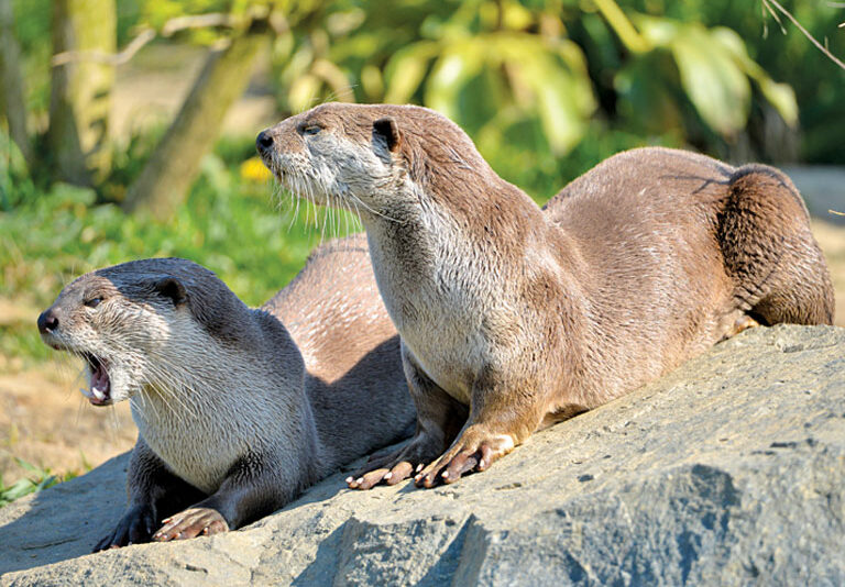 Rockstars of The Rivers