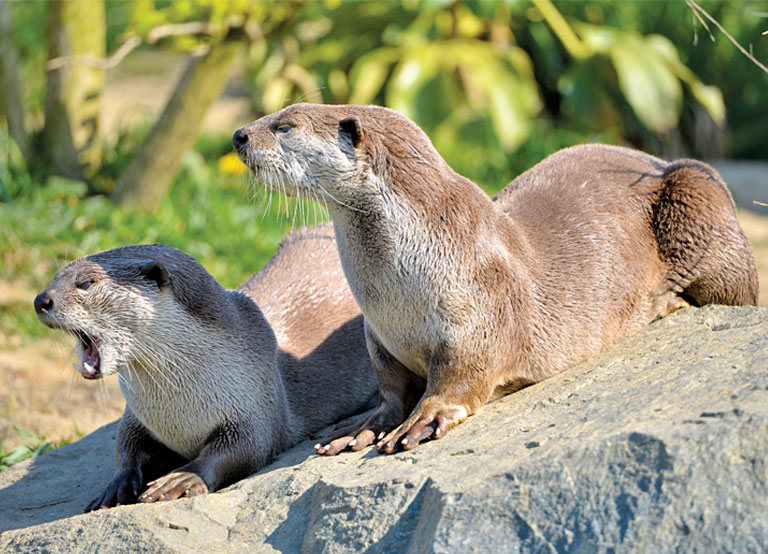 Rockstars of The Rivers