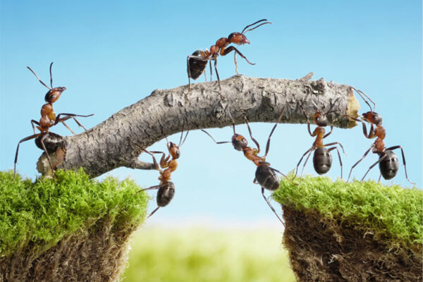 What’s Your Approach to Teamwork?